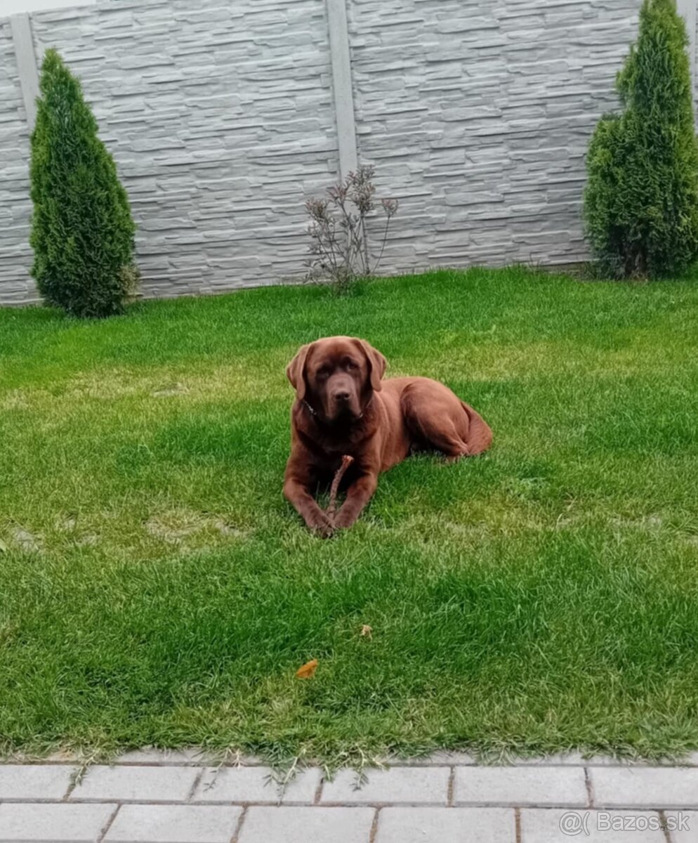 Labrador hnedý na krytie