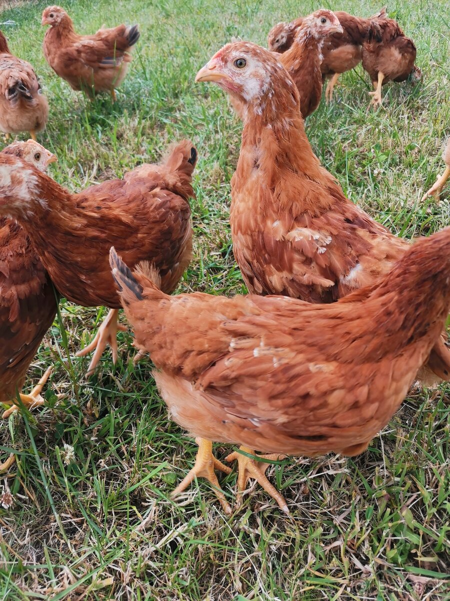 gazdovska hempsirka kuriatka