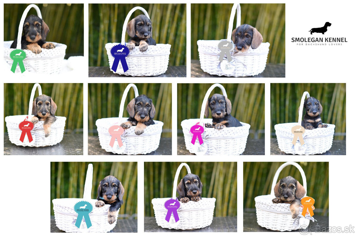 Jazvečík hrubosrstý trpasličí - králičí s PP