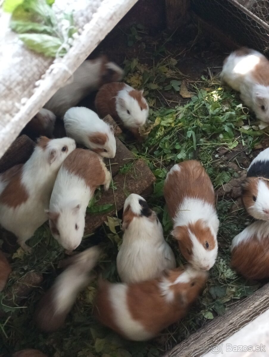 Predám morčata,10€