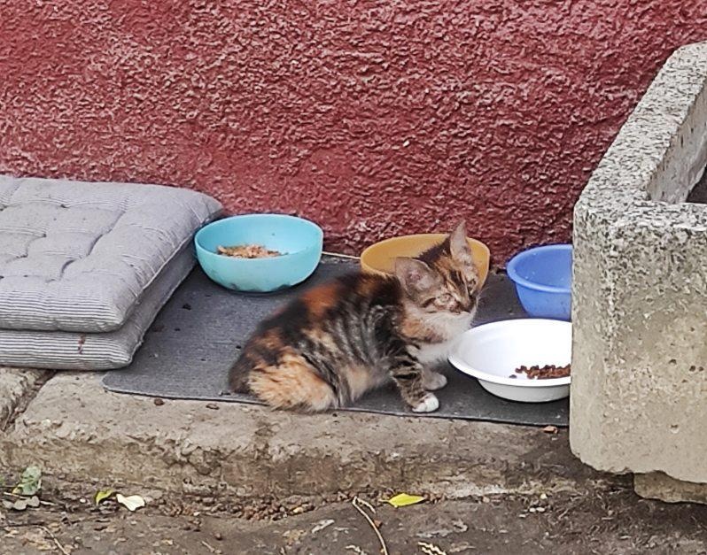 Darujeme toto prekrásne mačiatko