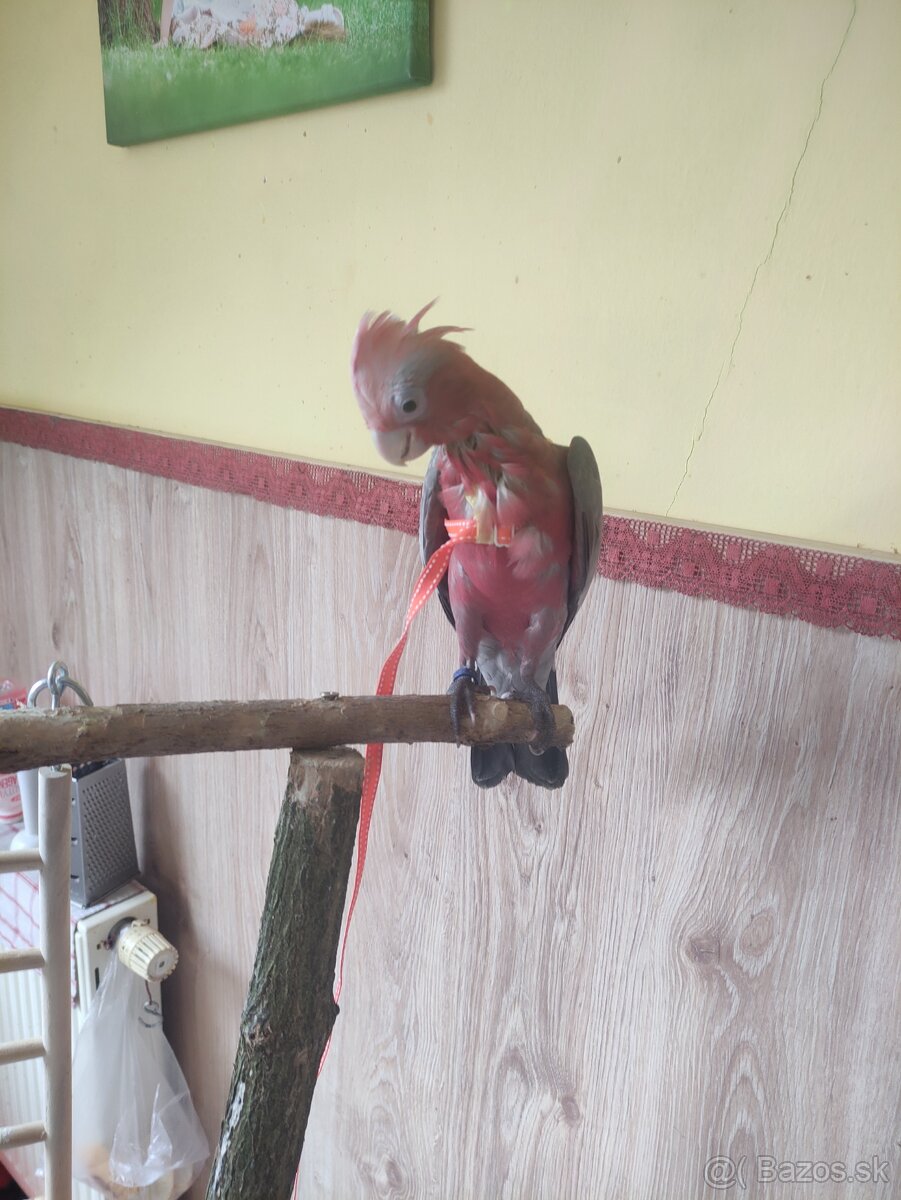 Predam kakadu ruzoveho