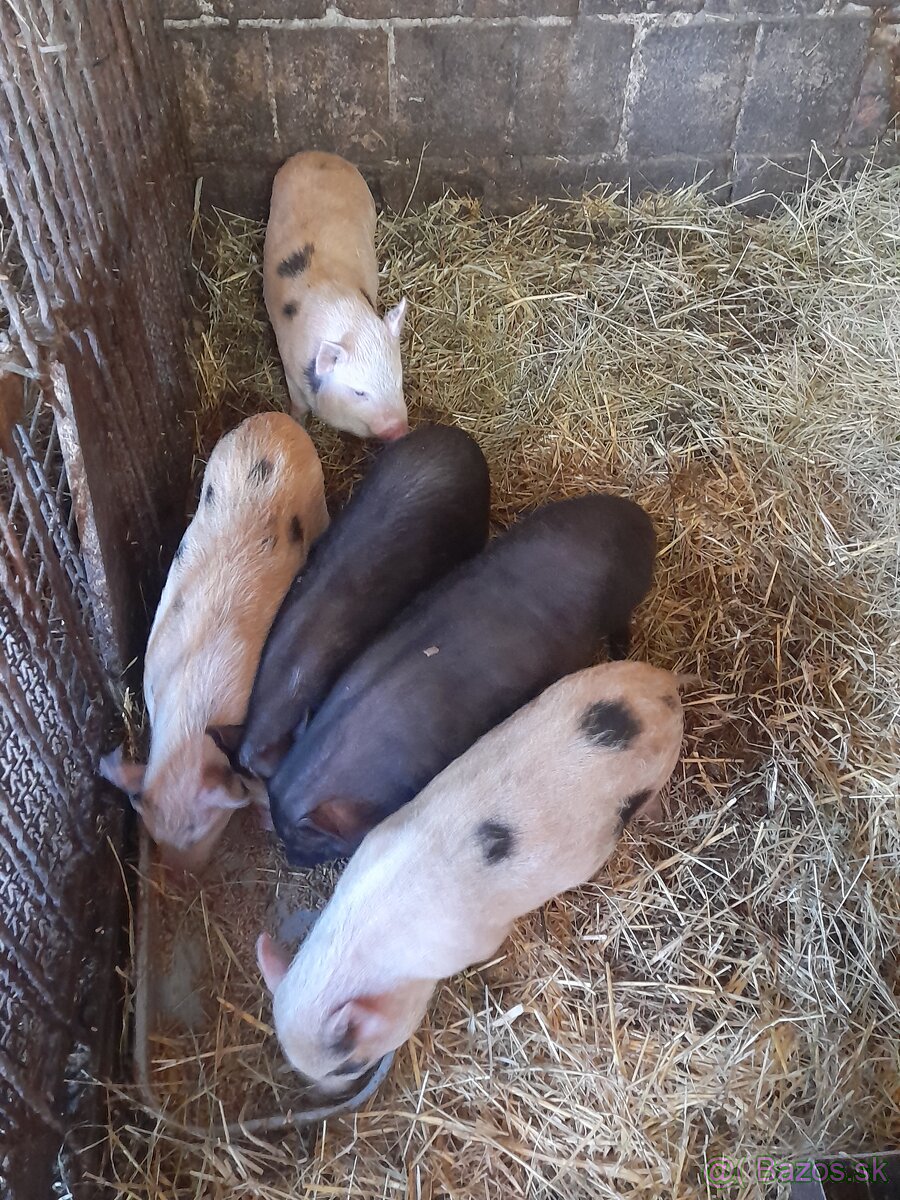 Vietnamske prasiatka