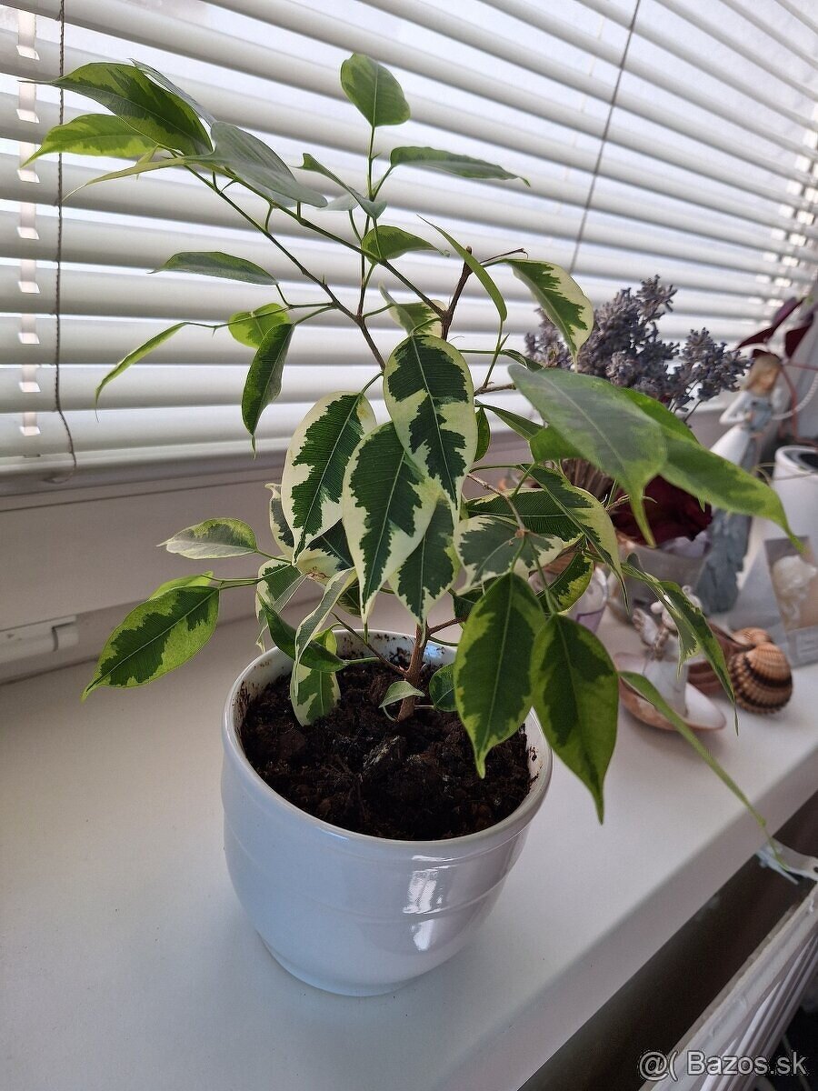 Fikus Benjamin panasovany 30 cm