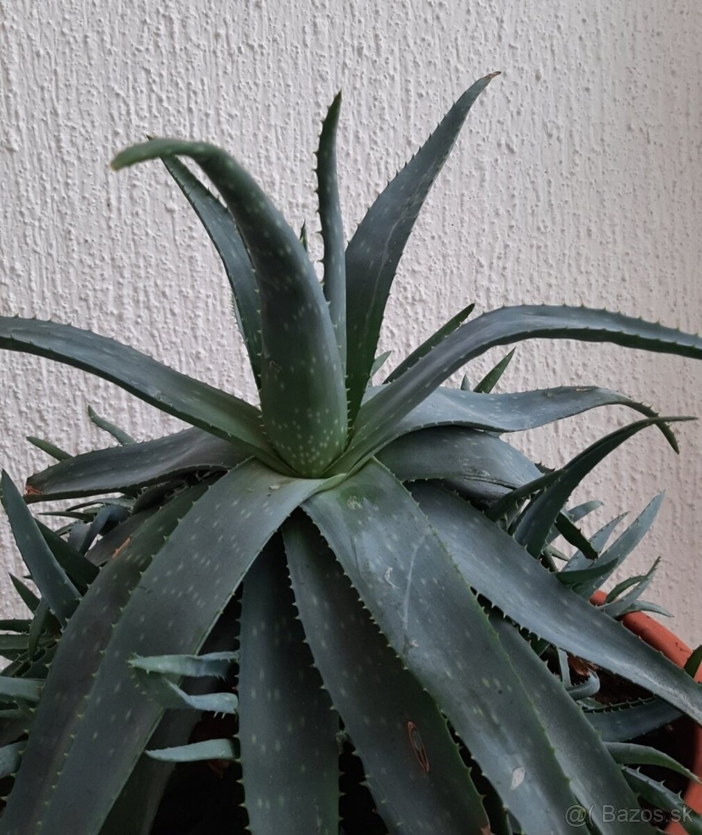 Aloe vera, jedlá, bio pestovanie, Bratislava