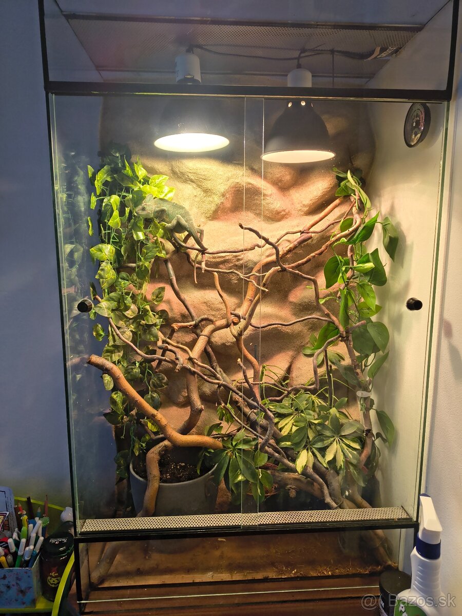 Chameleón jemensky plus terarium