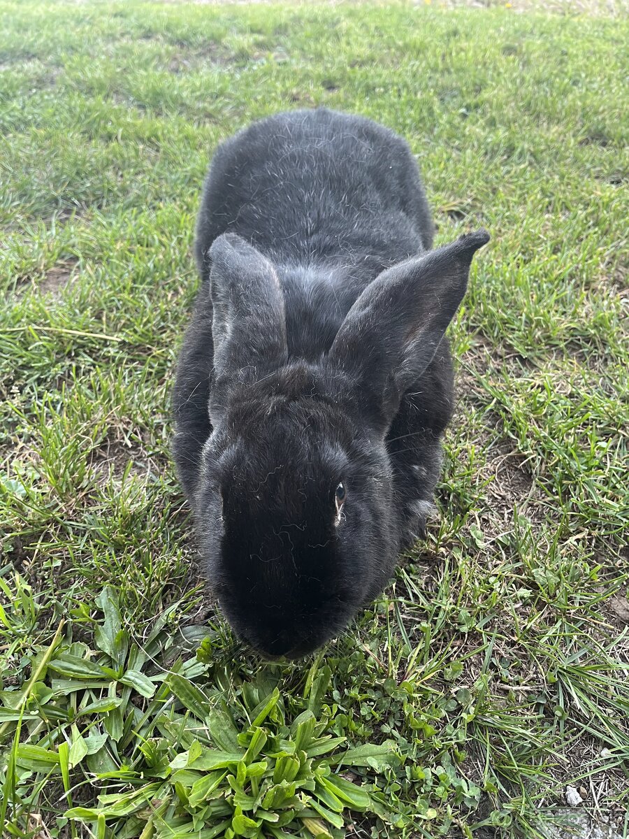Nemecký obrovitý strakač