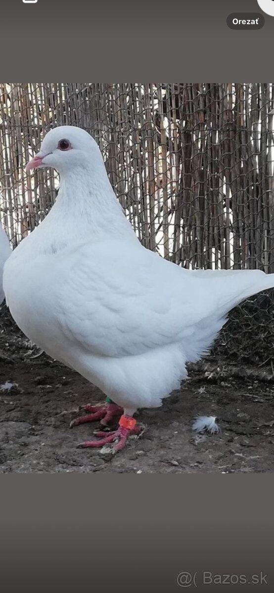 KRMIVO PRE HOLUBY