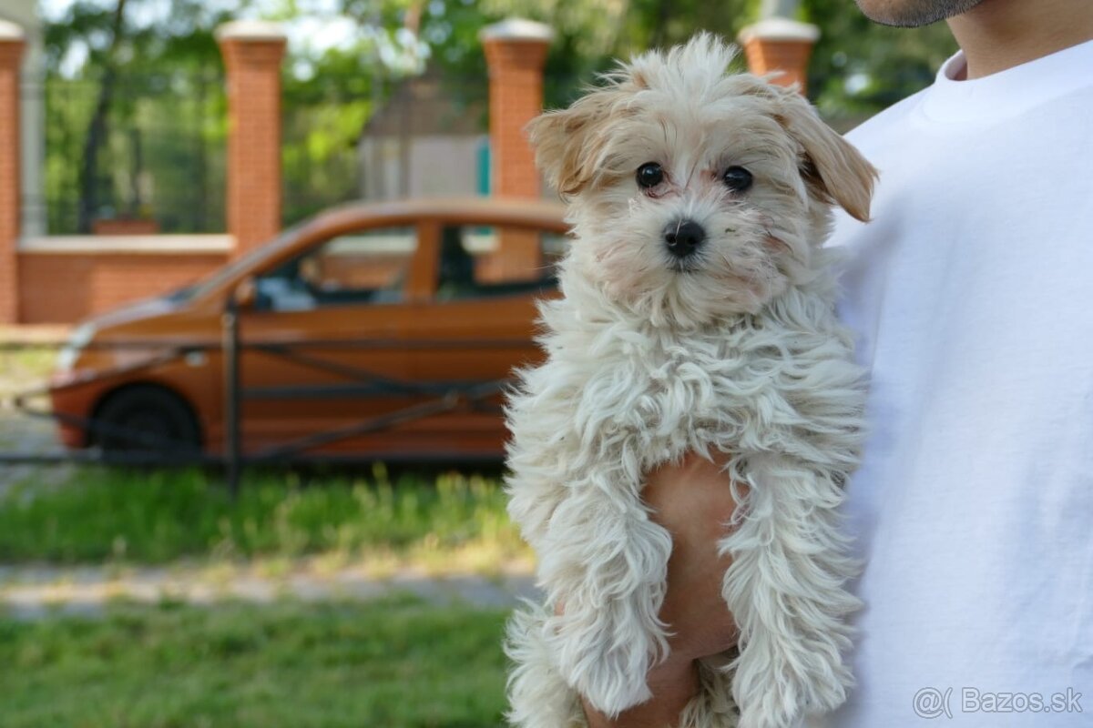Maltipoo