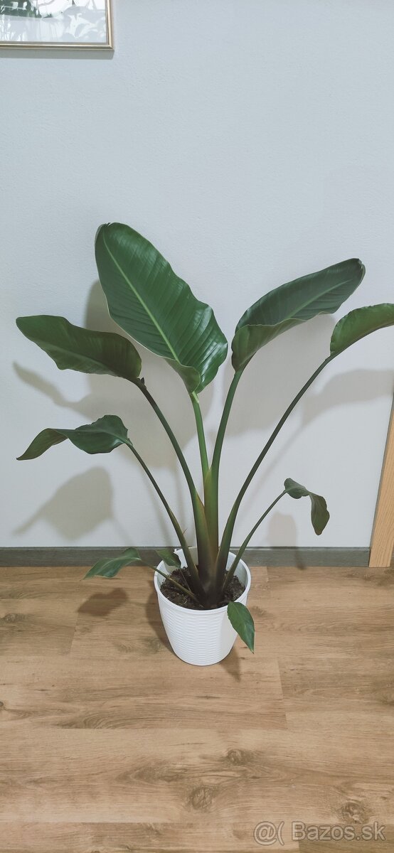 Strelicia nicolay 130cm