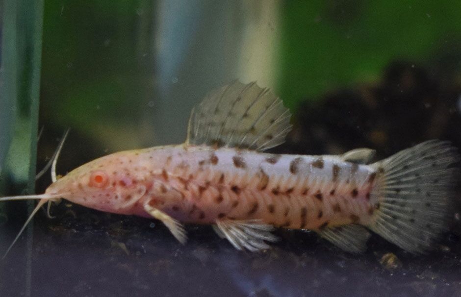 Megalechis thoracata - albin