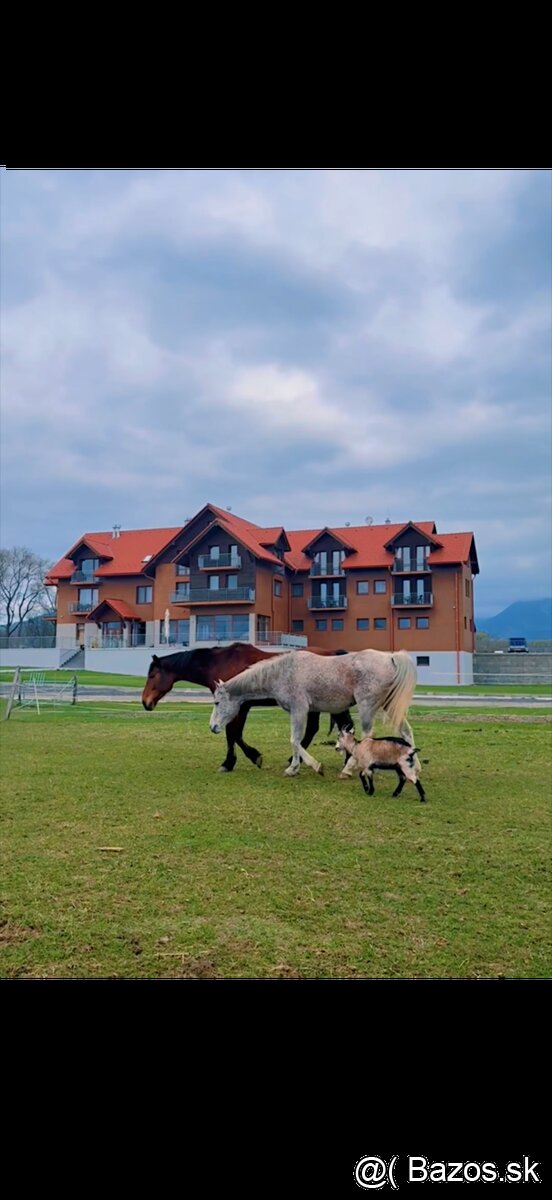 Pastvinové ustajnenie koní