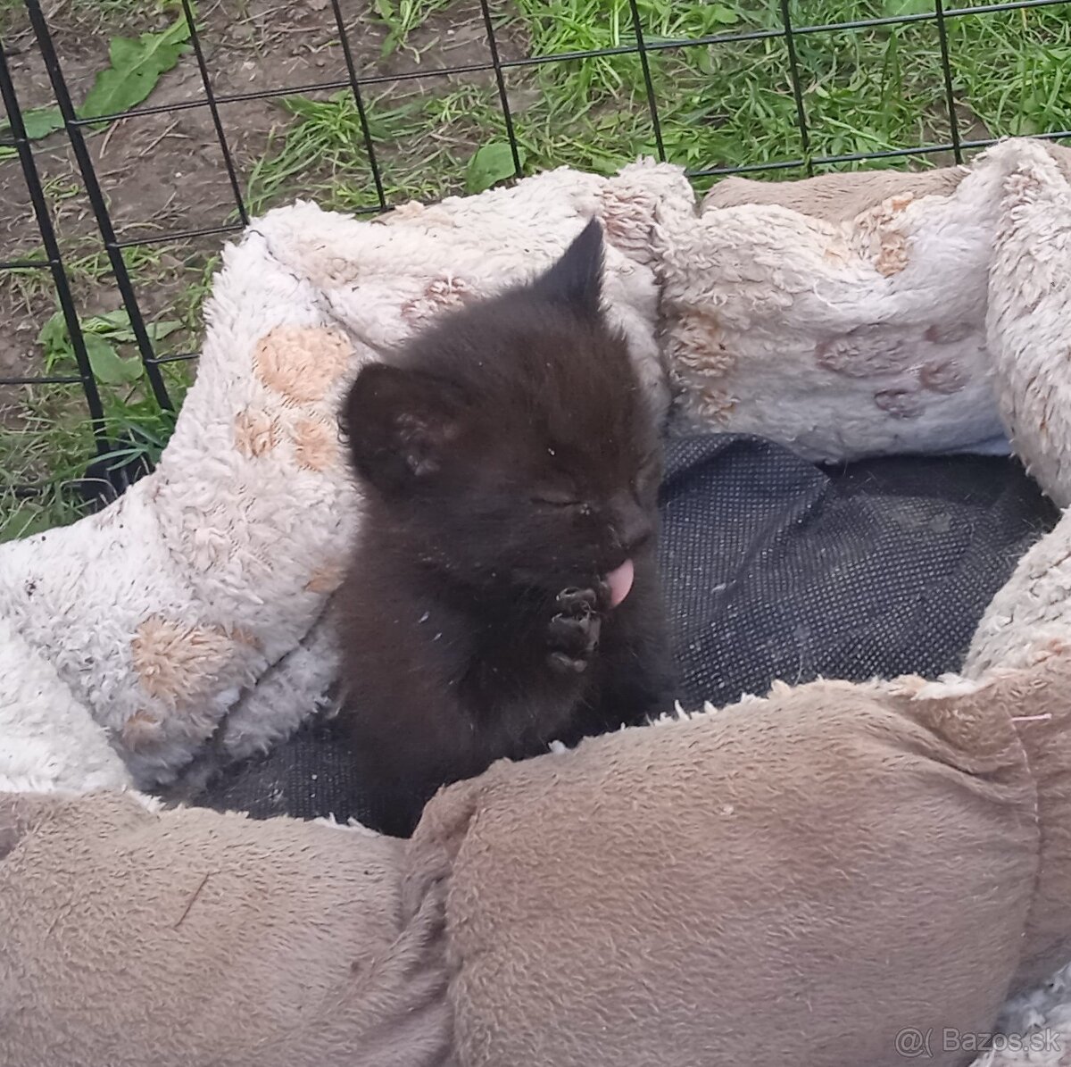Darujem máciatka 😺