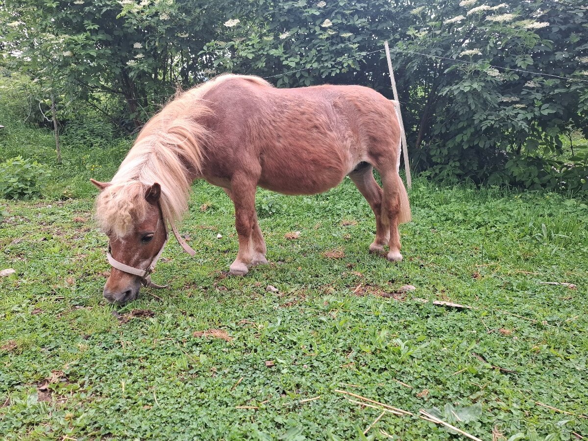 Pony kobyla
