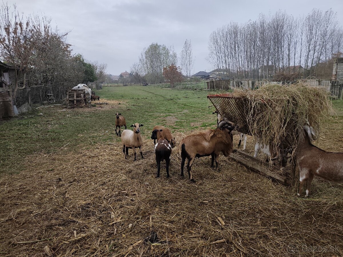 Gravidne kamerunske ovce