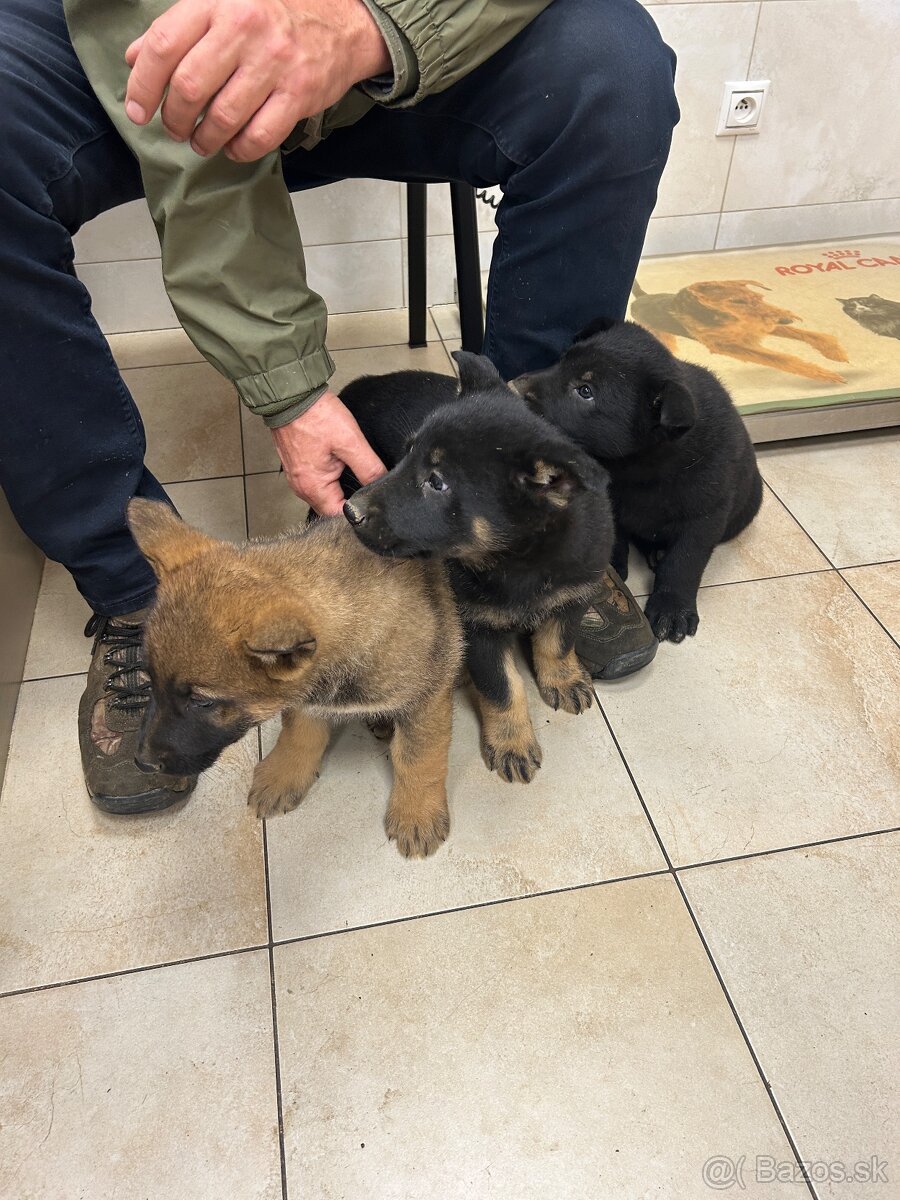 Nemecký ovčiak - štenatá