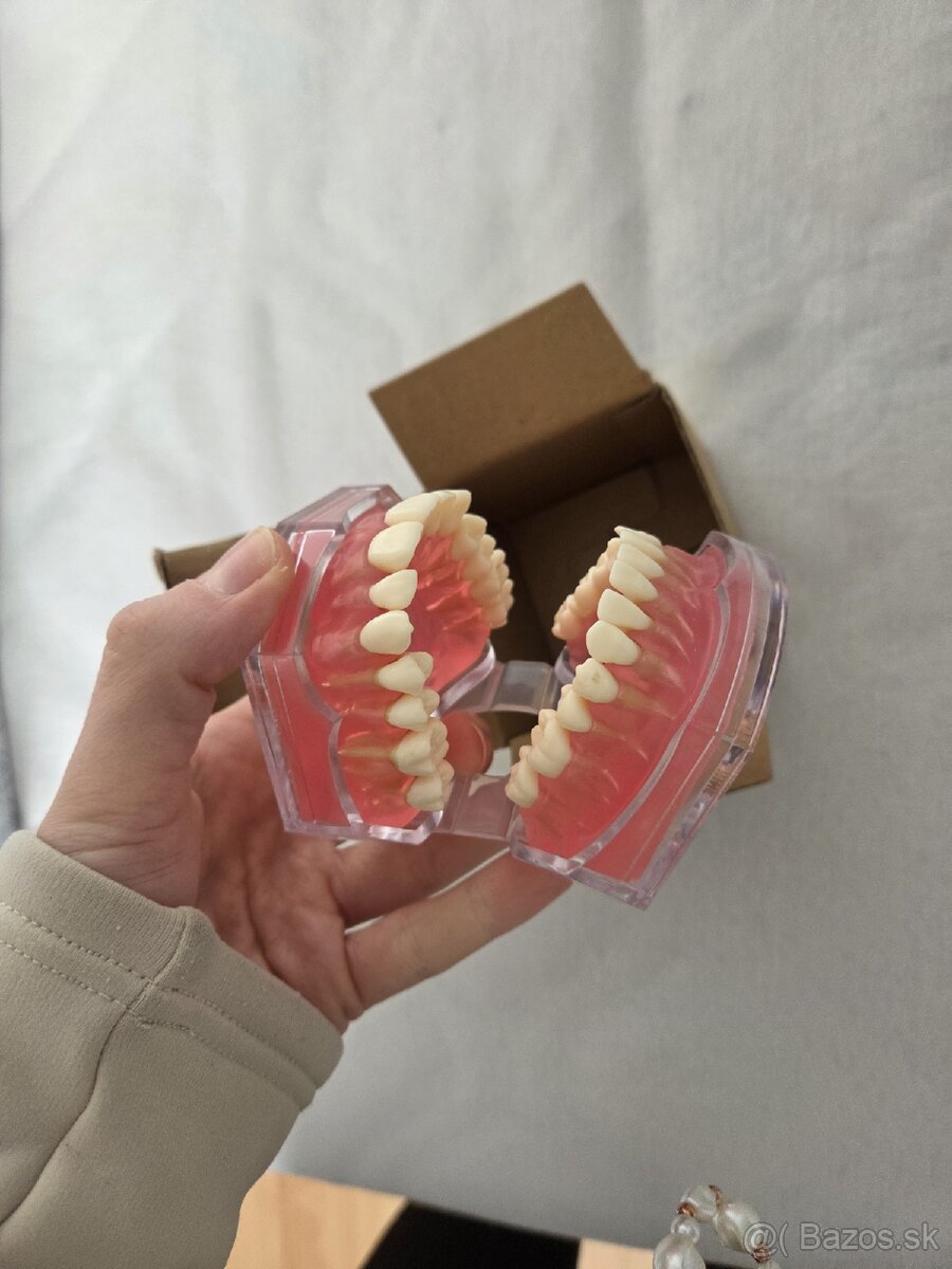 Model zubov vyberateľné zuby