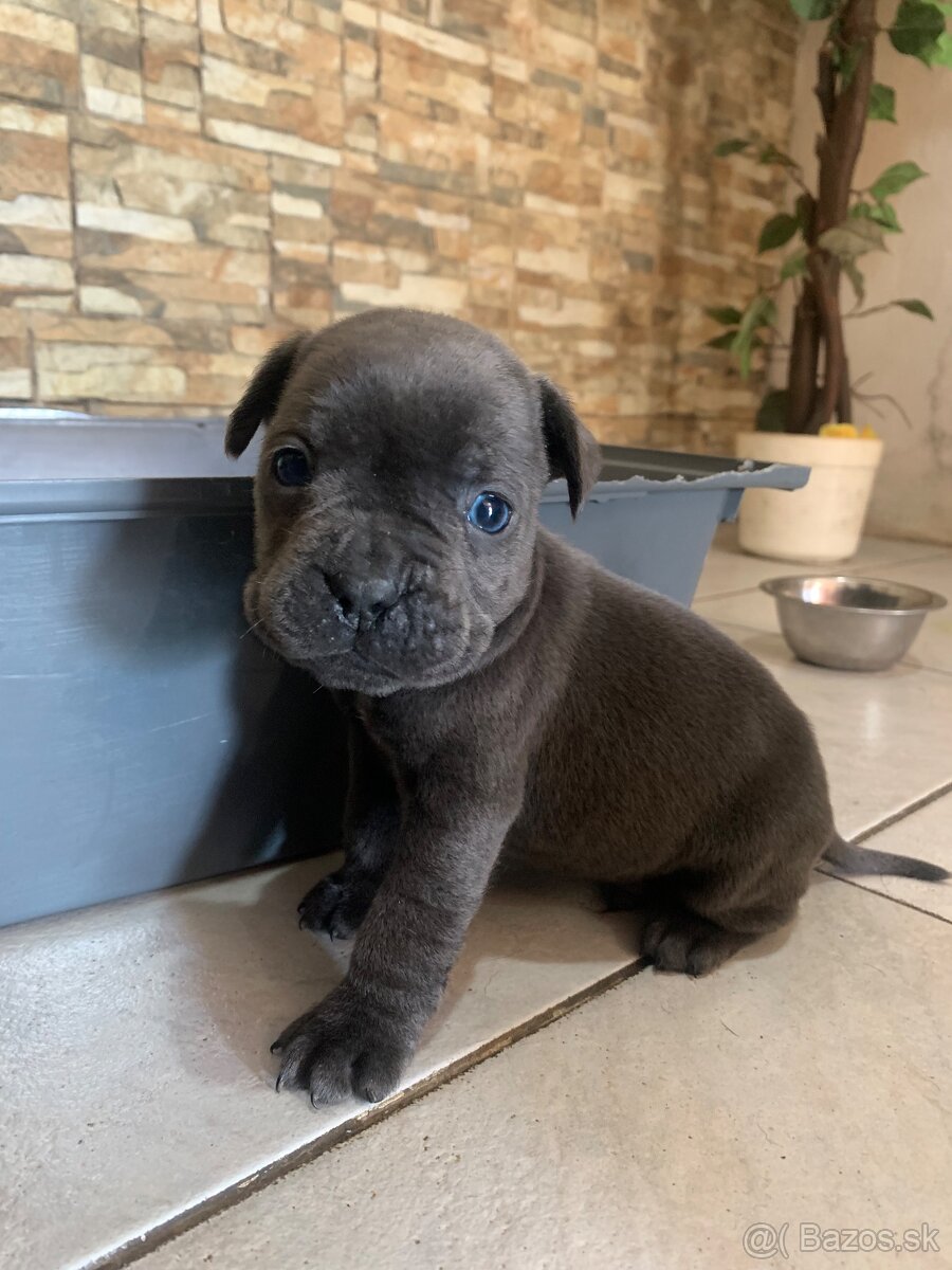 Francúzsky buldoček & Americký buldoček