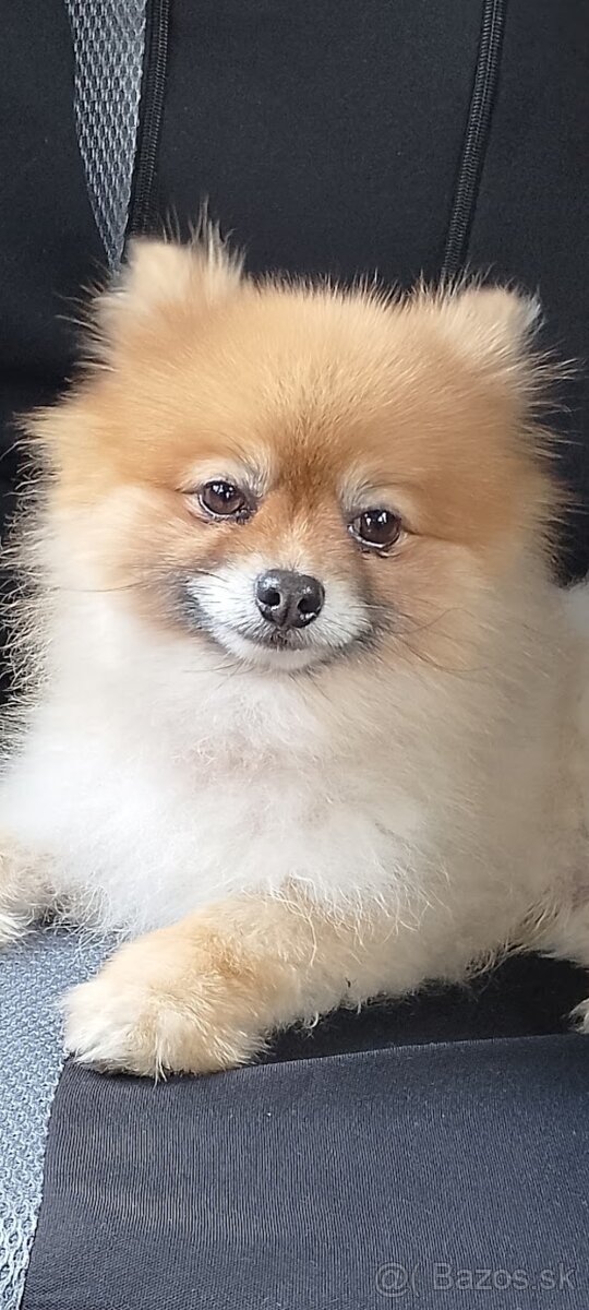 Pomerian