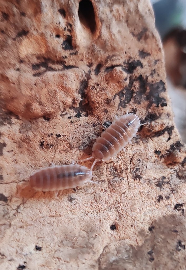 Porcellio sp. sevilla caramel