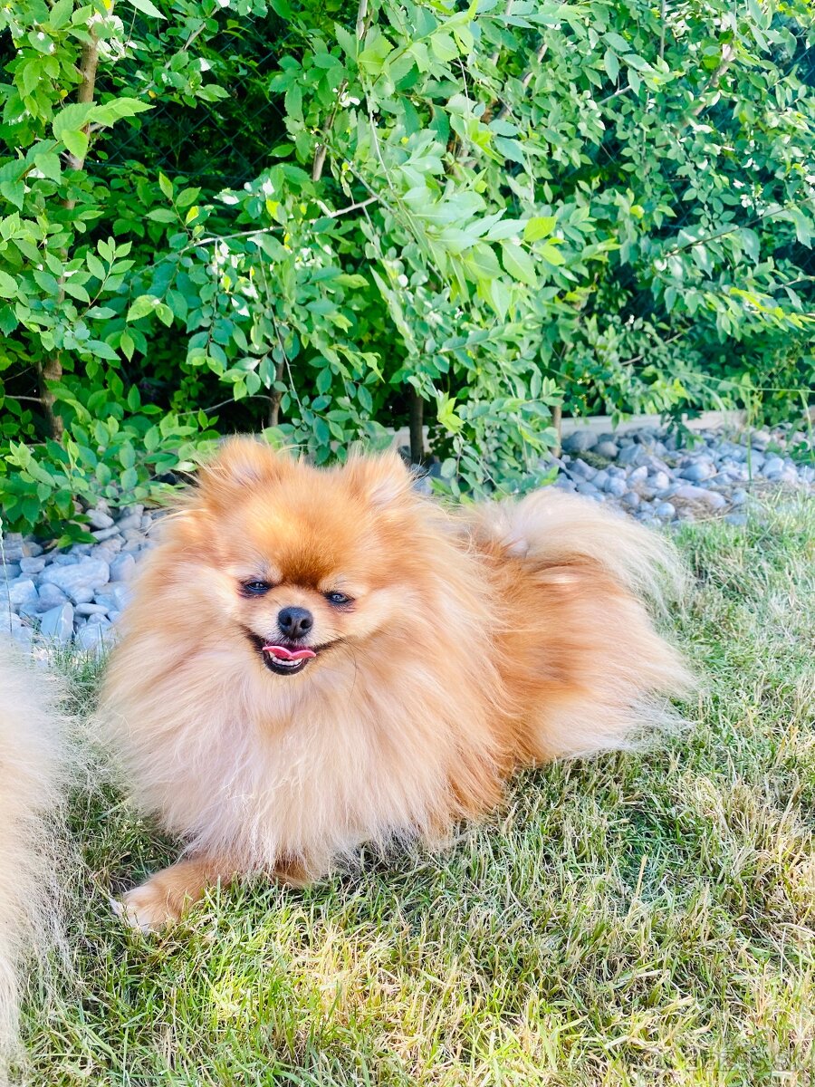 Prodám fenku pomeranian FCI