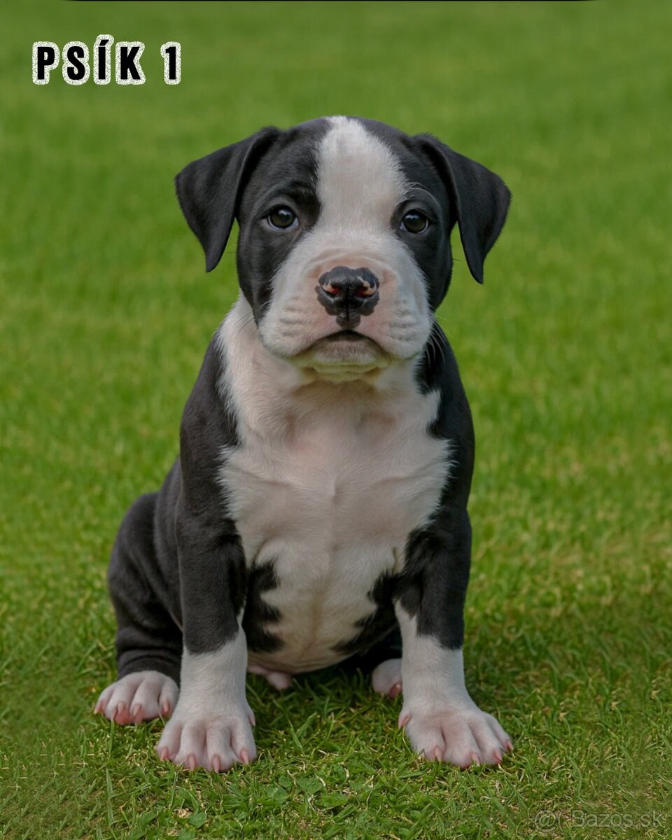 Šteniatka - Americký stafordšírsky teriér (Amstaff, Staford)