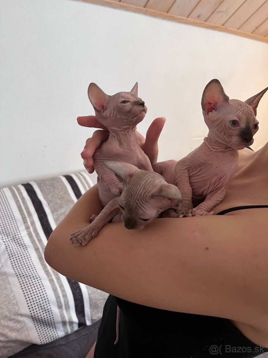 Kanadský Sphynx