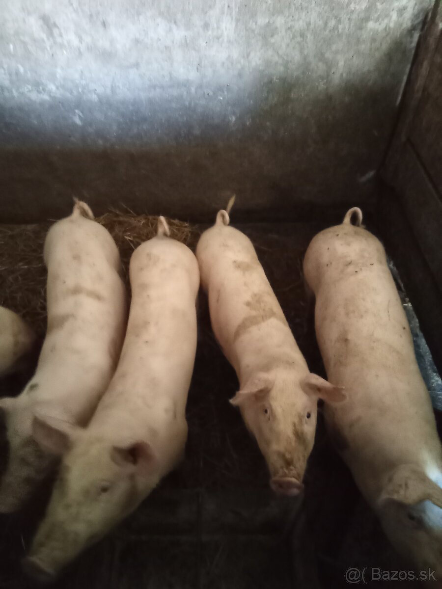 Predám prasata