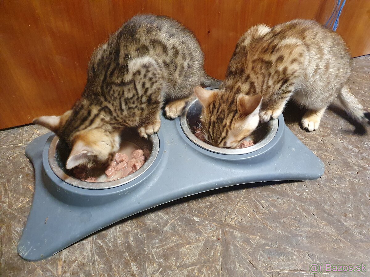 Bengalske maciatka