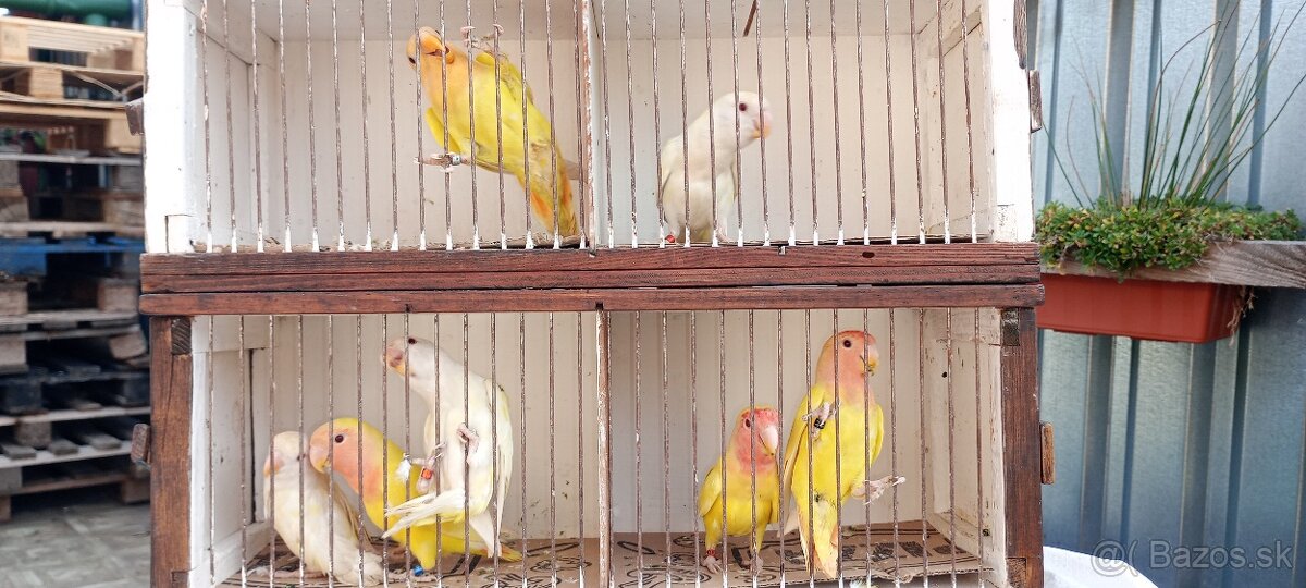 Agapornis ružovohrdlý