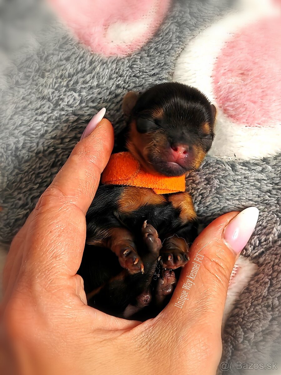 Yorkshire terrier s PP FCI (s preukazom pôvodu/rodokmeňom)