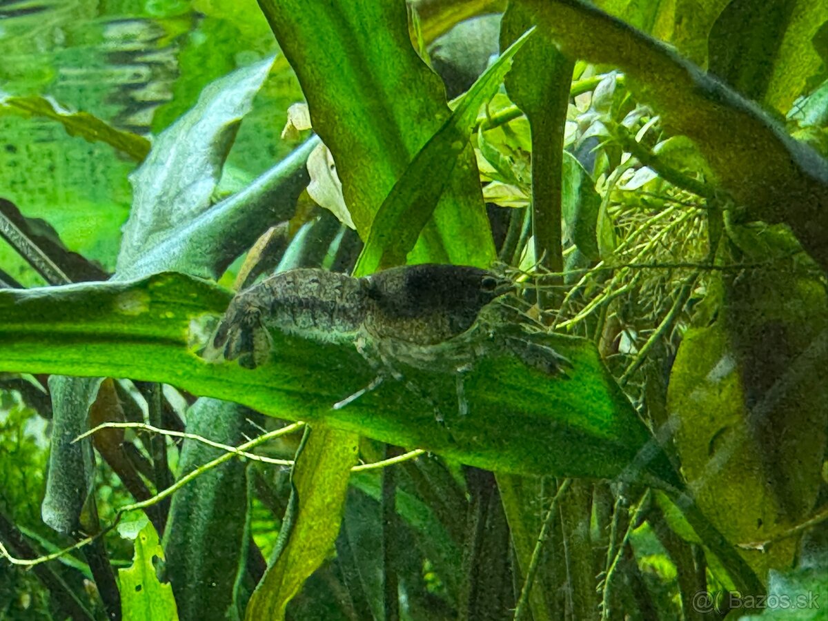 Predám mini ráčikov cambarellus demitus