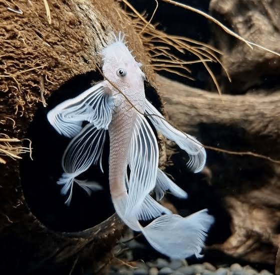 Kúpim ancistrus snow White long fin