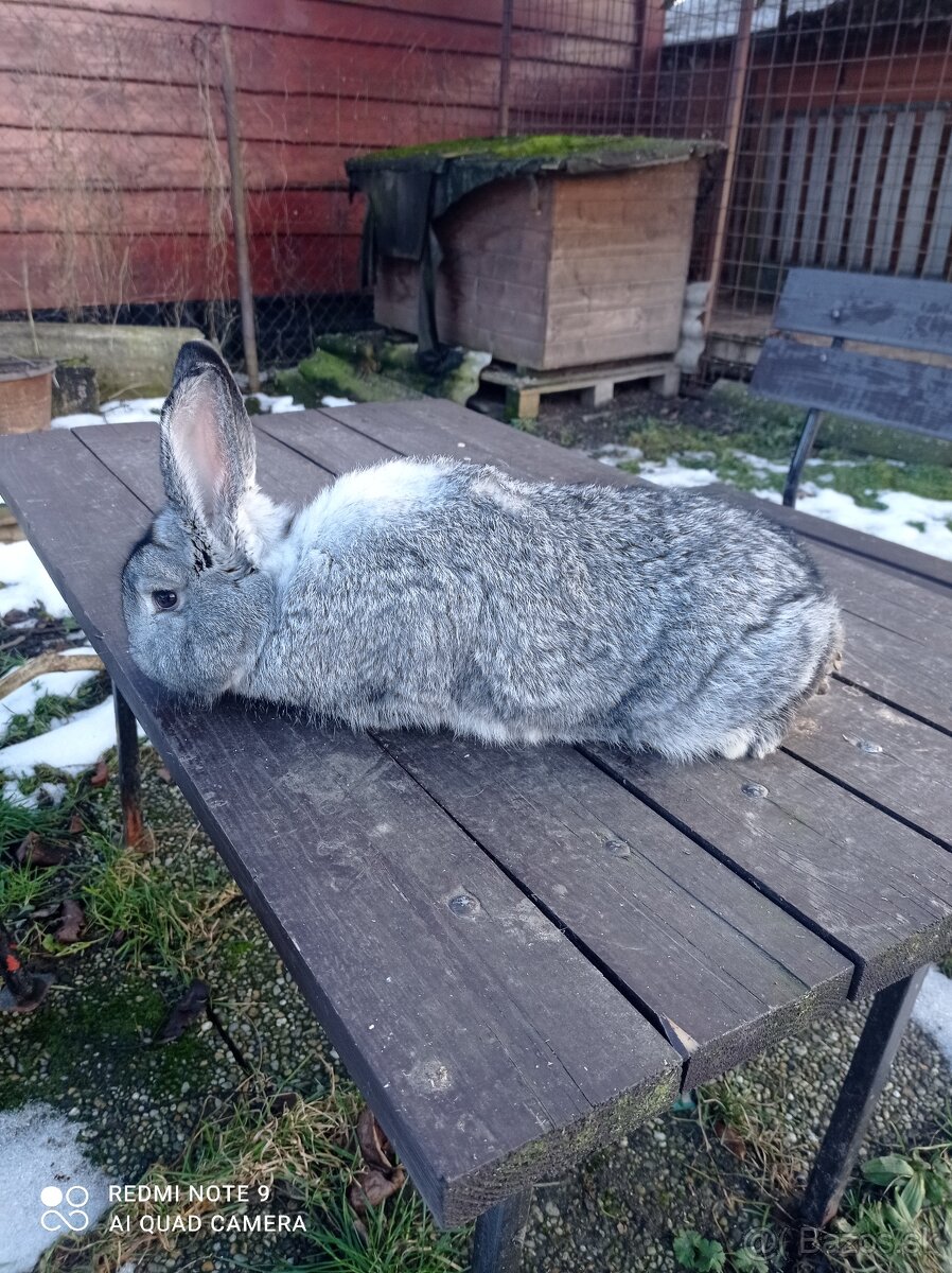 Predám králiky činčila veľká