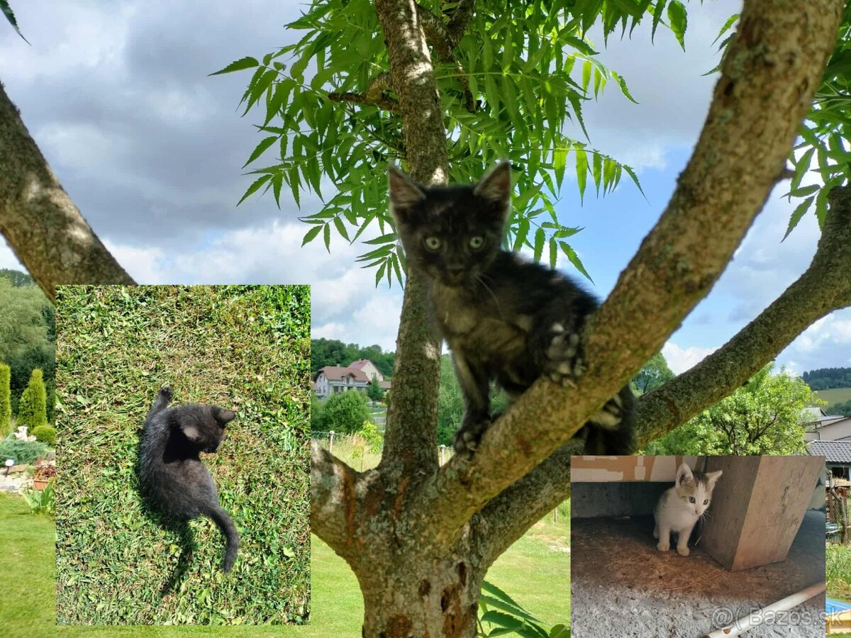 Darujem mačiatka
