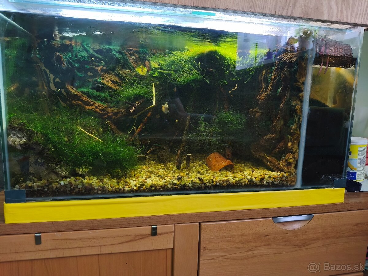 Akvarko s krevetami