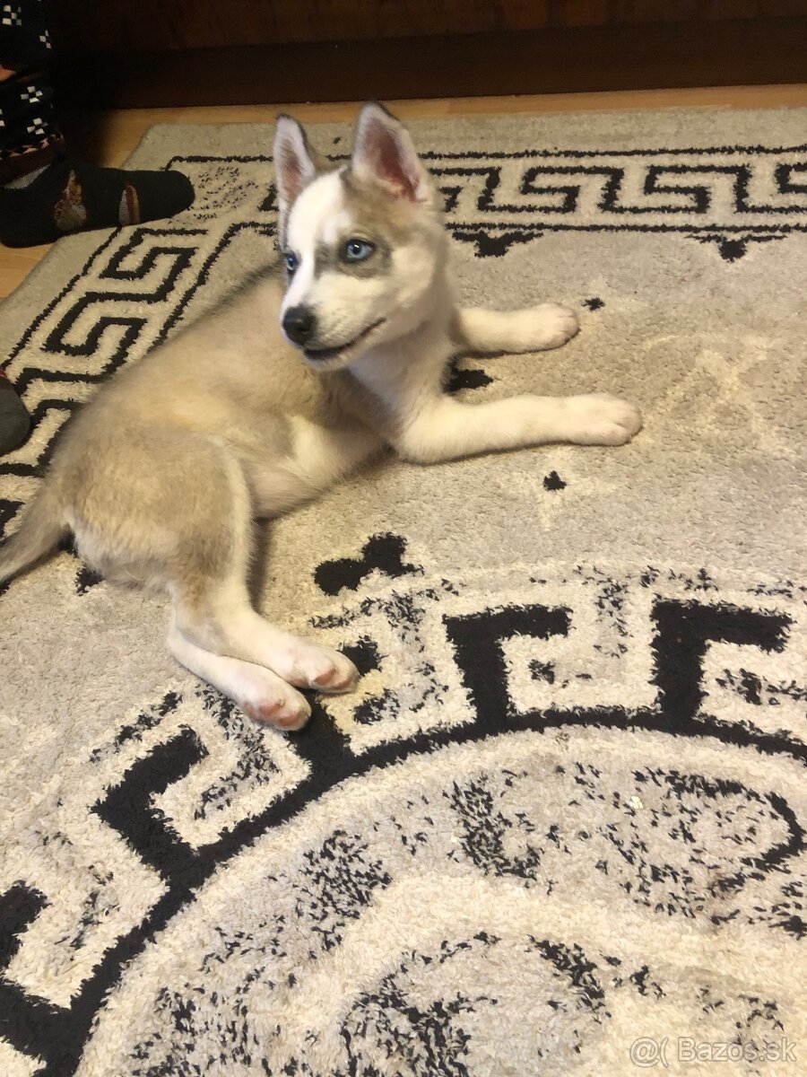 Sibírsky husky Na predaj