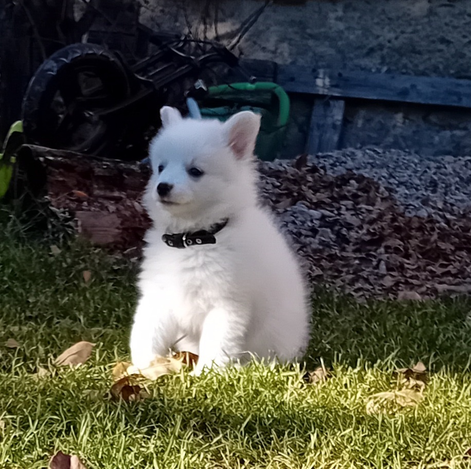 Predám krásneho japonského špica