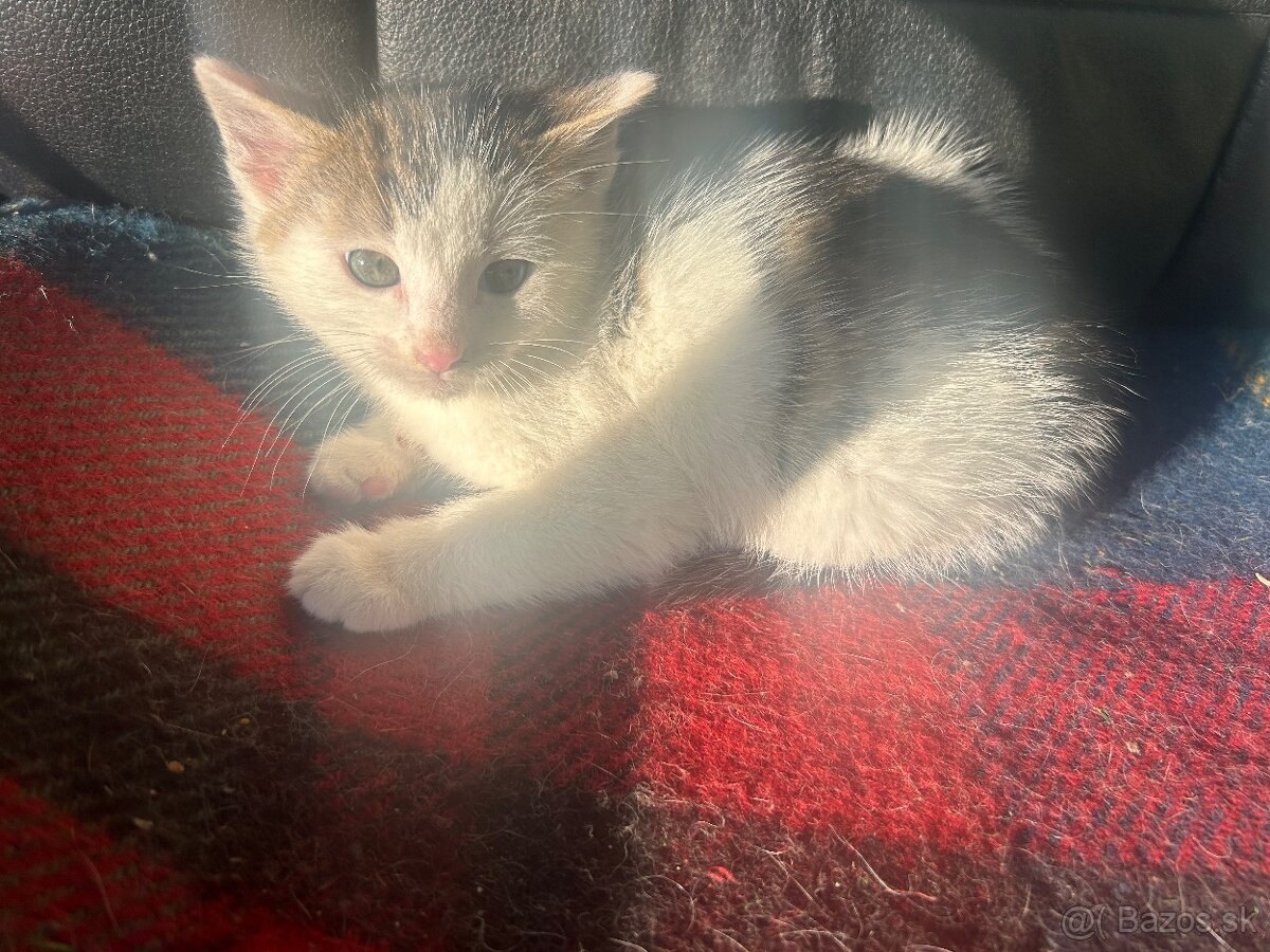 Darujem mačiatka v KE.