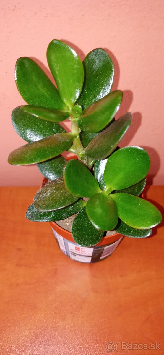 Tučnolisty Crassula ovata