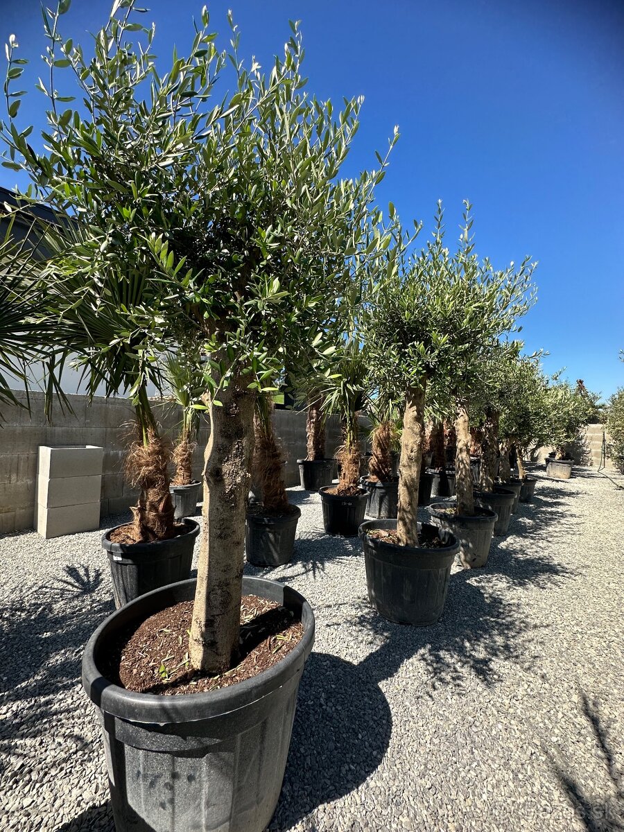 Olivovník Oleaeuropaea