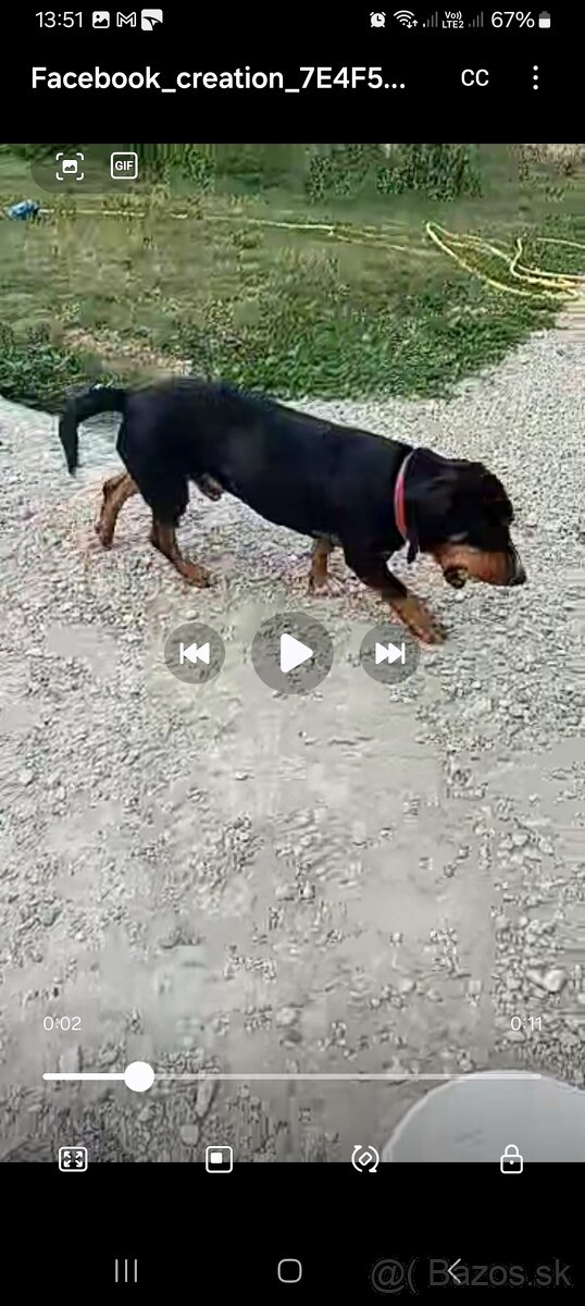 Darujem kríženca jazvecika