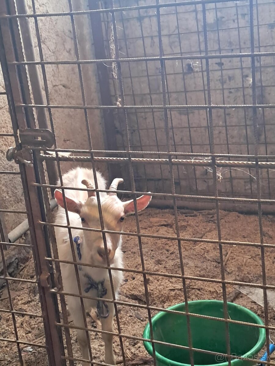 Predám ročnú kozu