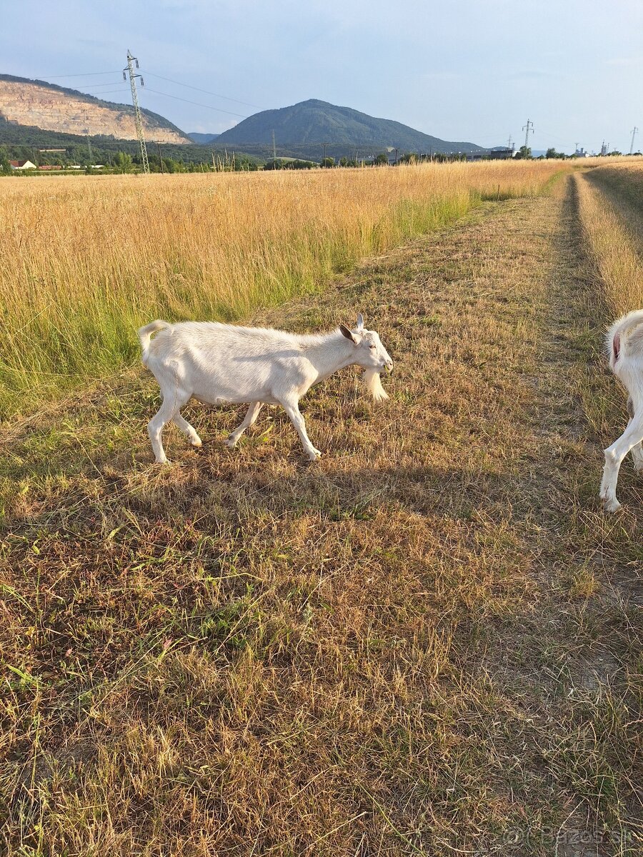 Capko