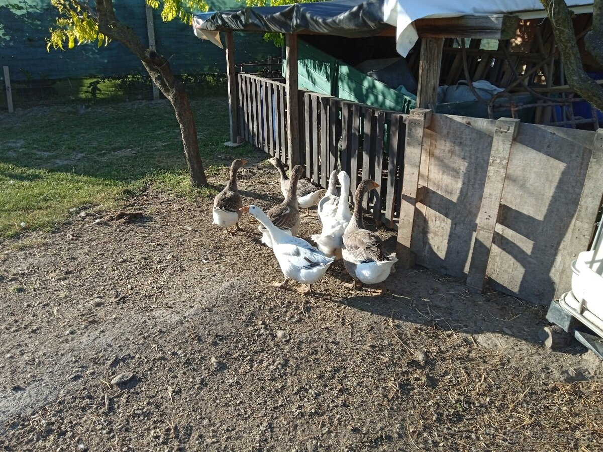 Domáce husky