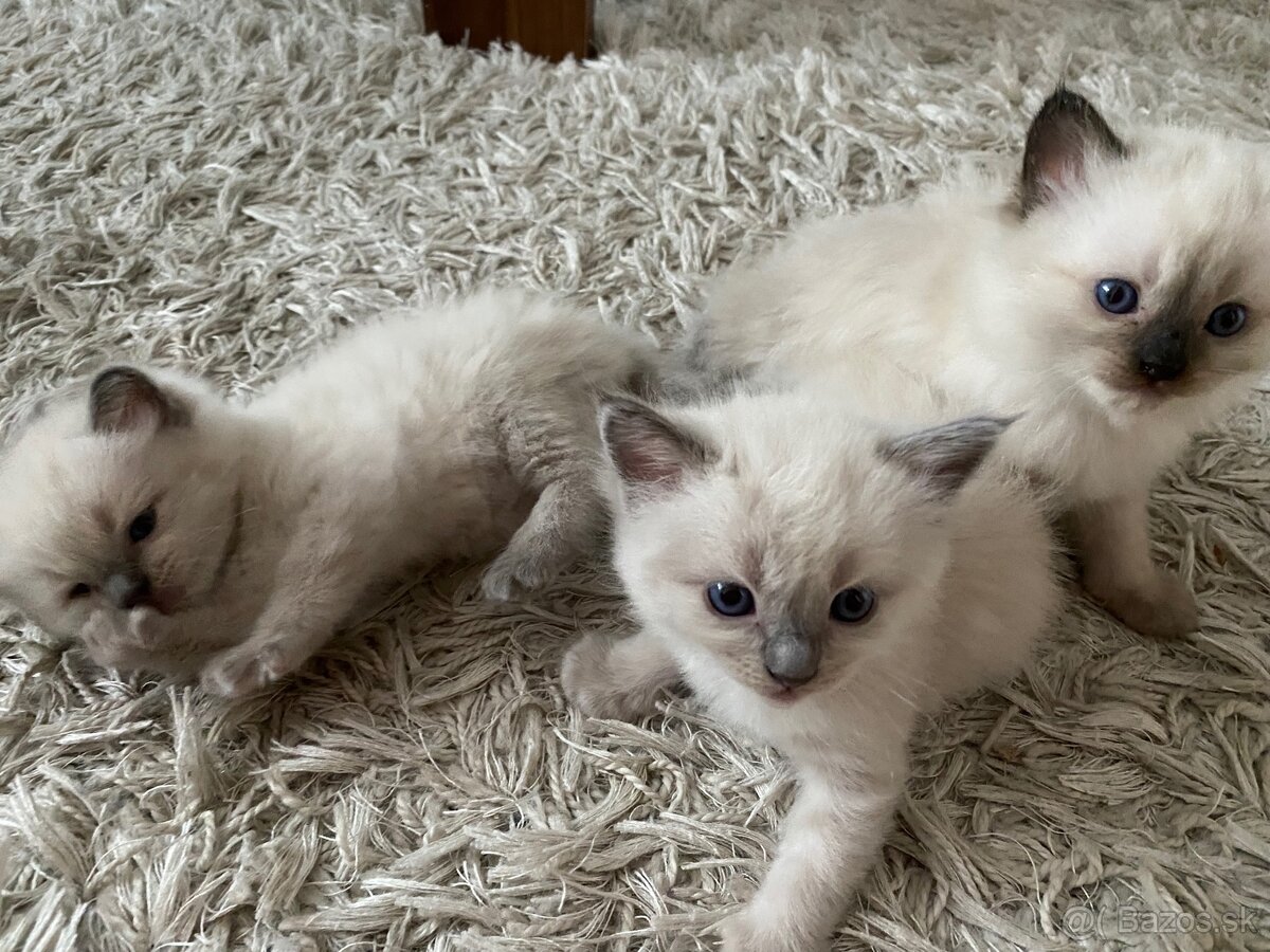 Ragdoll mačiatka