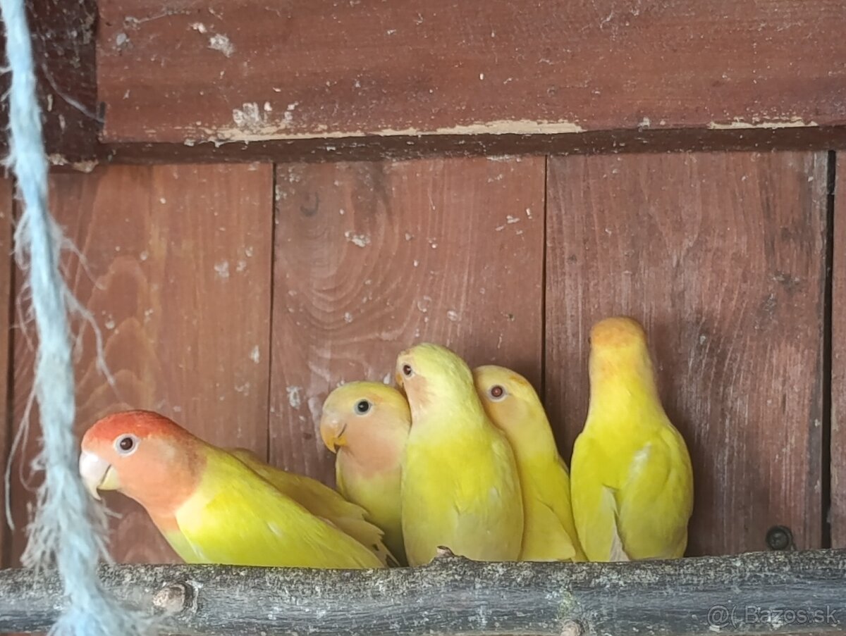 Agapornis ružovohrdly