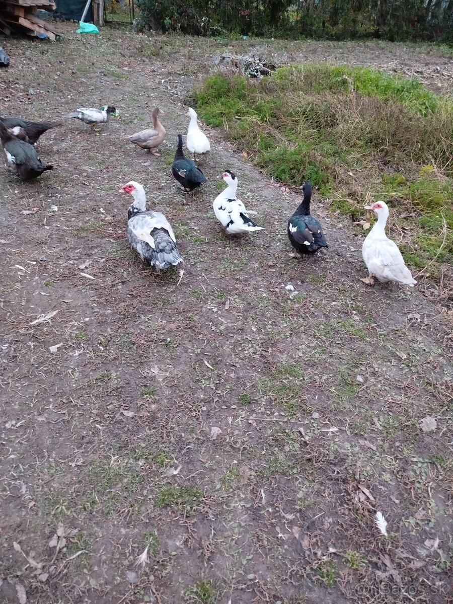 Čínske kačky, husi , mäso, králiky kalifornský+hyla