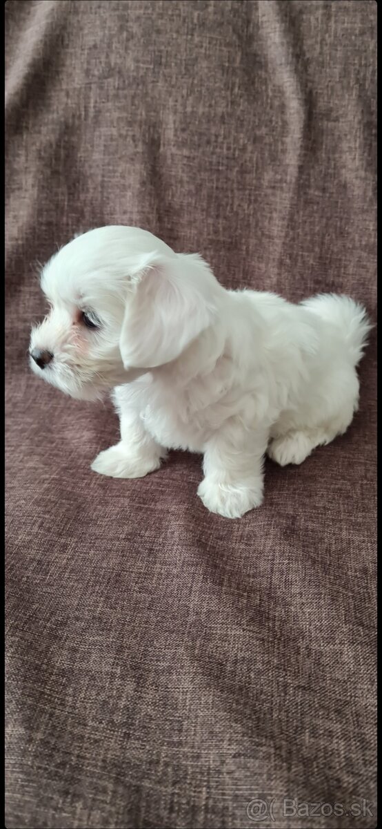 Mini Maltezák