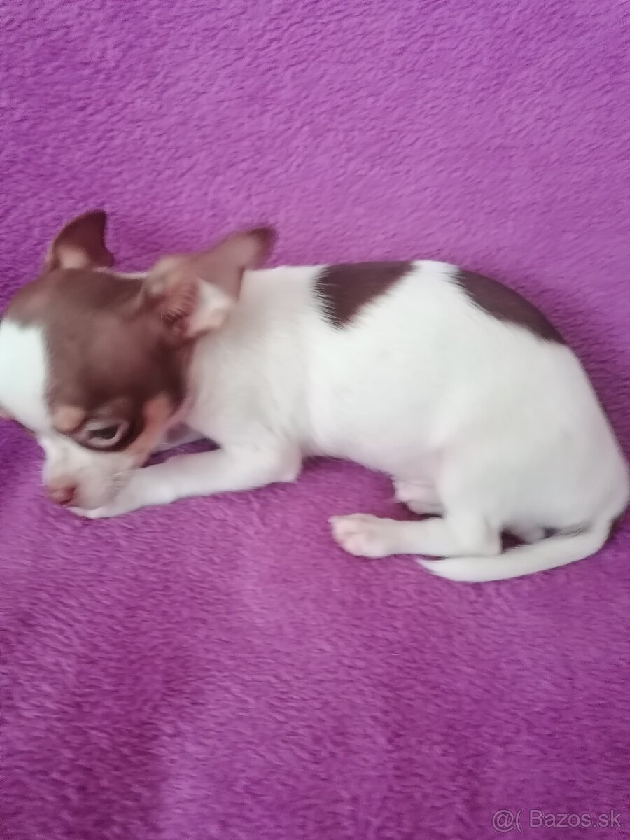 Čivava krátkosrstá